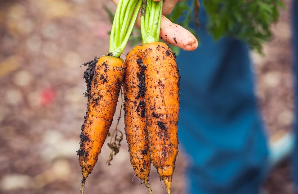 découvrez comment faire des ajustements alimentaires efficaces pour améliorer votre santé et votre bien-être. adoptez des habitudes nutritionnelles adaptées à vos besoins pour un mode de vie équilibré.