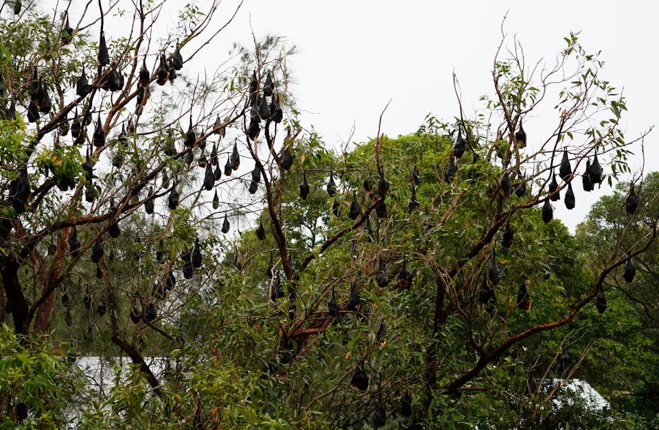découvrez la décompression neuro-vertébrale, une approche innovante pour soulager les douleurs dorsales et améliorer votre bien-être. grâce à des techniques ciblées, retrouvez une colonne vertébrale en santé et un meilleur confort au quotidien.