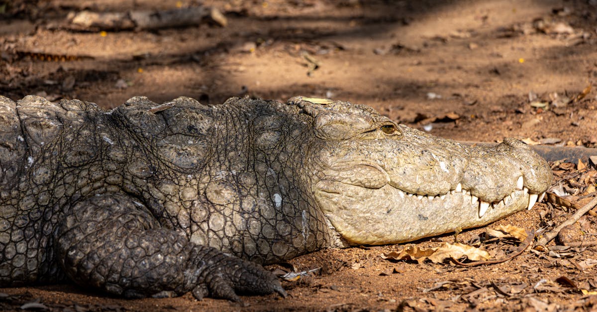 découvrez les bienfaits de la décompression neuro-vertébrale, une thérapie innovante visant à soulager les douleurs dorsales et à améliorer la mobilité. idéale pour ceux cherchant une alternative naturelle aux traitements traditionnels, cette méthode utilise des techniques non invasives pour remettre en équilibre les vertèbres et les nerfs.