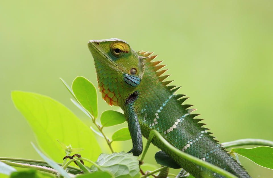 découvrez la décompression neuro-vertébrale, une technique innovante visant à soulager la douleur et améliorer la mobilité de la colonne vertébrale. apprenez comment cette méthode peut vous aider à retrouver un meilleur confort au quotidien.