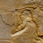 découvrez la décompression vertébrale, une technique thérapeutique efficace pour soulager les douleurs dorsales et améliorer la mobilité. apprenez comment cette méthode aide à réduire la pression sur les disques intervertébraux et favorise la guérison naturelle de la colonne vertébrale.