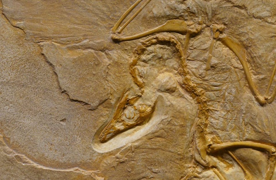 découvrez la décompression vertébrale, une technique thérapeutique efficace pour soulager les douleurs dorsales et améliorer la mobilité. apprenez comment cette méthode aide à réduire la pression sur les disques intervertébraux et favorise la guérison naturelle de la colonne vertébrale.