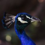 Décompression neurovertébrale : une solution reconnue pour soulager les douleurs facettaires cervicales récurrentes 5 découvrez tout ce qu'il faut savoir sur les cervicales : anatomie, pathologies, traitements et conseils pour maintenir une bonne santé cervicale. renseignez-vous sur les douleurs cervicales et les moyens d'améliorer votre bien-être.