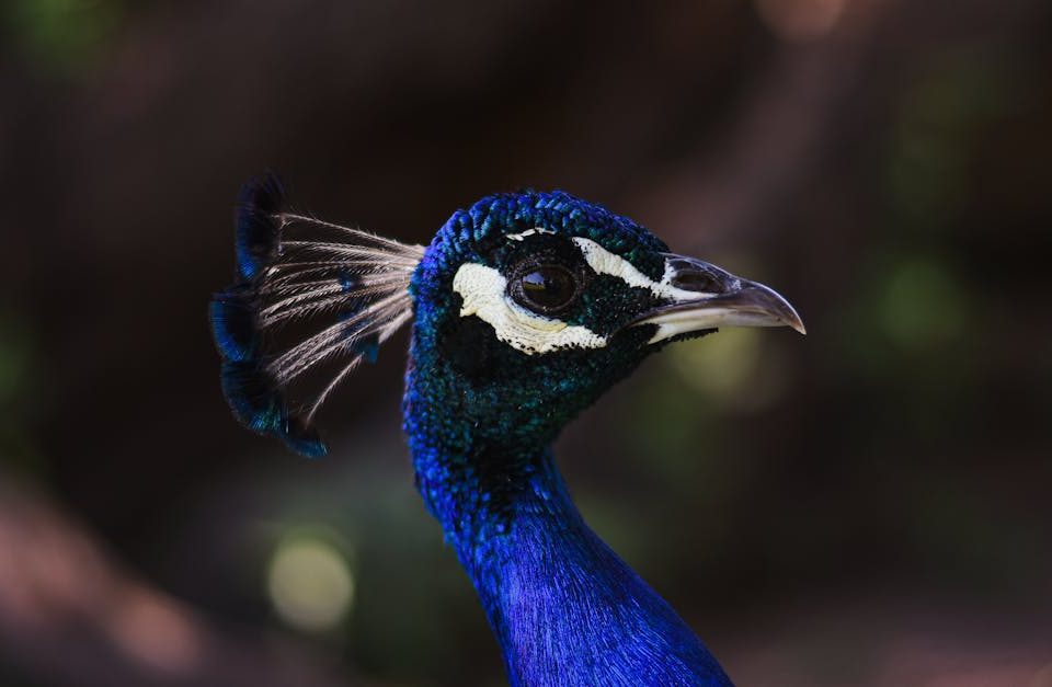 découvrez tout ce qu'il faut savoir sur les cervicales : anatomie, pathologies, traitements et conseils pour maintenir une bonne santé cervicale. renseignez-vous sur les douleurs cervicales et les moyens d'améliorer votre bien-être.