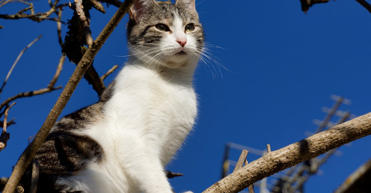 Décompression neurovertébrale : une alternative naturelle pour prévenir les récidives de douleurs neuropathiques récurrentes 8 découvrez la décompression neuro-vertébrale, une méthode innovante pour soulager les douleurs dorsales, améliorer la mobilité et favoriser le bien-être spinal. explorez ses bienfaits, son fonctionnement et comment elle peut transformer votre qualité de vie.