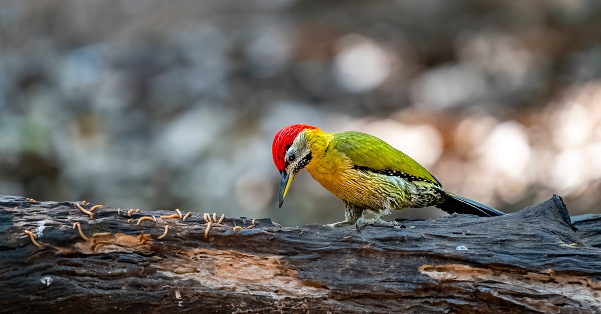 la décompression neuro-vertébrale est une technique innovante visant à soulager les douleurs dorsales en libérant la pression exercée sur les nerfs et les disques intervertébraux. découvrez ses avantages pour améliorer votre bien-être et retrouver mobilité et confort.