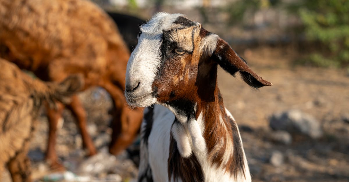 Décompression neurovertébrale : une alternative naturelle pour optimiser la qualité de vie chez les patients seniors actifs 8 découvrez la décompression neuro-vertébrale, une méthode innovante pour soulager les douleurs chroniques et améliorer la mobilité. apprenez comment cette technique peut restaurer l'équilibre de votre colonne vertébrale et favoriser votre bien-être général.