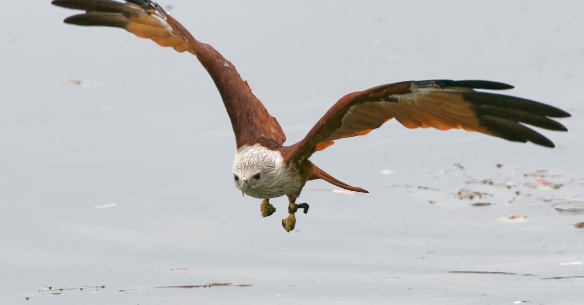 découvrez la décompression neuro-vertébrale, une technique innovante visant à soulager les douleurs dorsales et à améliorer la mobilité. offrez à votre colonne vertébrale le traitement qu'elle mérite et retrouvez votre bien-être avec des solutions adaptées à vos besoins.