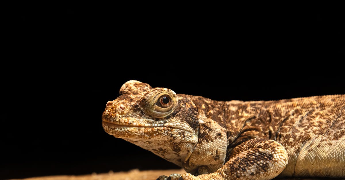 découvrez la décompression neuro-vertébrale, une approche innovante pour soulager les douleurs spinales et améliorer la santé de votre colonne vertébrale. en combinant des techniques naturelles et des technologies avancées, cette méthode vise à restaurer l'équilibre et la mobilité tout en favorisant une récupération rapide.