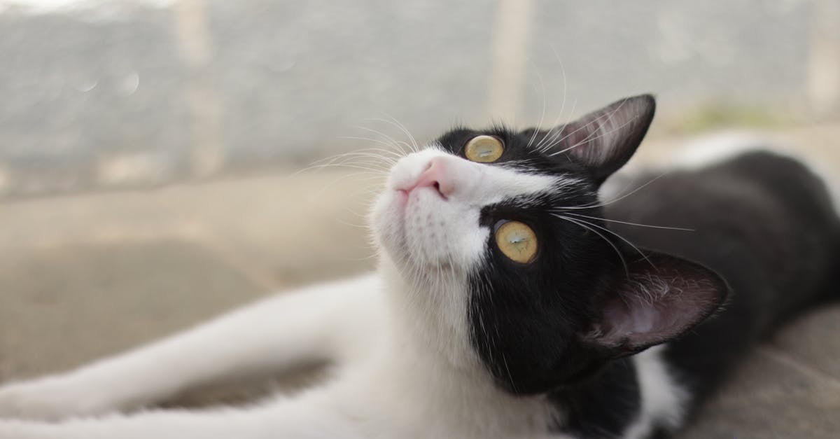 Décompression neurovertébrale : une alternative naturelle pour prévenir les récidives de douleurs neuropathiques récurrentes 7 découvrez la décompression neuro-vertébrale, une approche innovante pour soulager les douleurs dorsales et améliorer le bien-être spinal. cette technique non invasive vise à réduire la pression sur les nerfs et à restaurer la mobilité, vous aidant à vivre sans douleur. explorez les bienfaits de cette méthode et reprenez le contrôle de votre santé vertébrale.