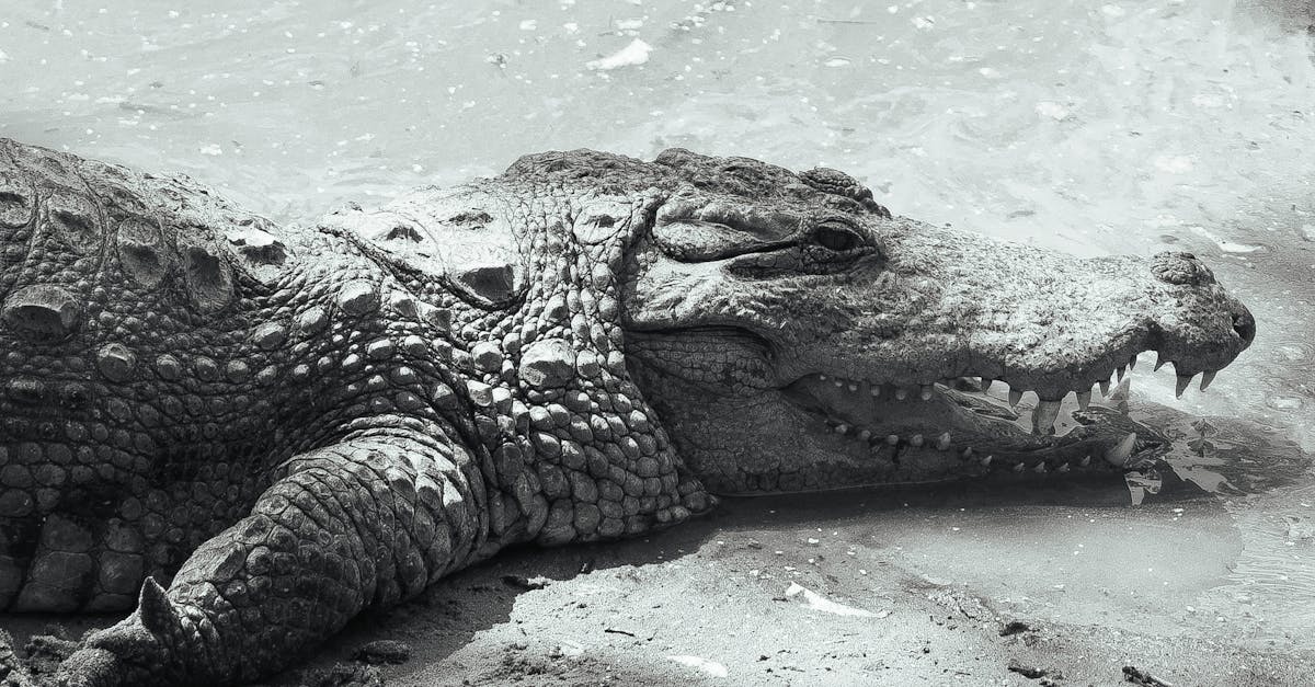 découvrez les bienfaits de la décompression vertébrale, une technique innovante pour soulager les douleurs dorsales et améliorer la mobilité. apprenez comment elle peut transformer votre bien-être au quotidien.