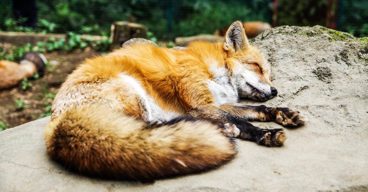 découvrez les bienfaits de la décompression vertébrale, une méthode douce et efficace pour soulager les douleurs dorsales et améliorer votre bien-être. apprenez comment cette approche contribue à redonner mobilité et confort à votre colonne vertébrale.