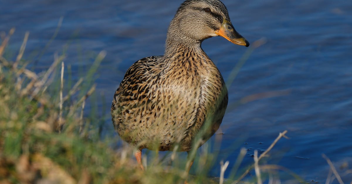 découvrez la décompression vertébrale, une technique efficace pour soulager les douleurs dorsales et améliorer la santé de votre colonne vertébrale. en savoir plus sur les bénéfices et les méthodes de traitement disponibles.