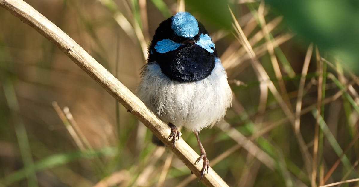 la décompression vertébrale est une méthode thérapeutique qui vise à soulager les douleurs lombaires et cervicales en réduisant la pression exercée sur les disques intervertébraux. découvrez comment cette technique peut améliorer votre bien-être et favoriser une meilleure mobilité.