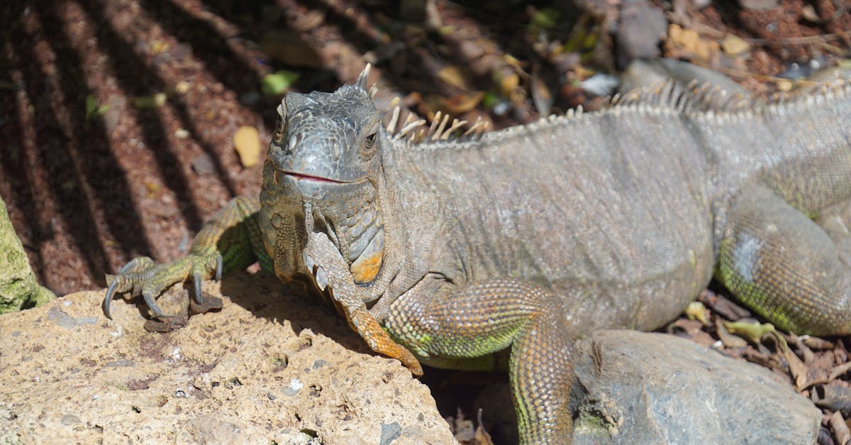 découvrez les bienfaits de la décompression neuro-vertébrale, une méthode innovante pour soulager les douleurs dorsales et améliorer la mobilité. explorez comment cette thérapie ciblée peut transformer votre bien-être et restaurer l'équilibre de votre colonne vertébrale.
