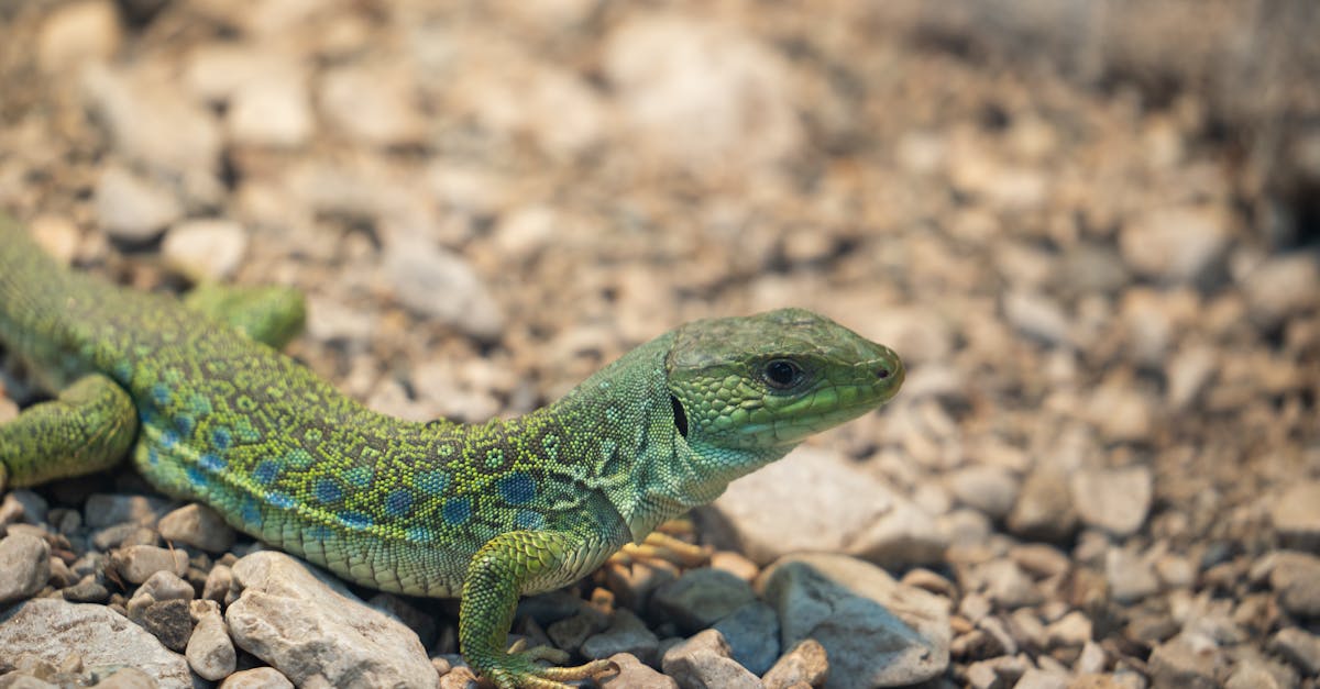 découvrez la décompression neuro-vertébrale, une méthode innovante pour soulager les douleurs dorsales et améliorer votre qualité de vie. cette technique non invasive libère les nerfs comprimés et favorise la régénération des disques intervertébraux. réveillez votre bien-être avec des soins adaptés à vos besoins.