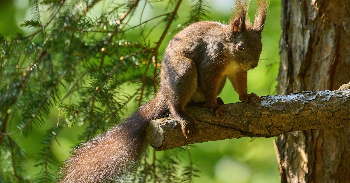 découvrez les bienfaits de la décompression vertébrale, une technique innovante pour soulager les douleurs lombaires et améliorer la santé de votre colonne vertébrale. optimisez votre bien-être grâce à des méthodes naturelles et efficaces.