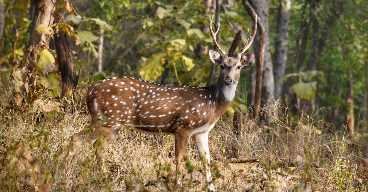 découvrez la décompression vertébrale, une méthode efficace pour soulager les douleurs dorsales et améliorer la santé de votre colonne vertébrale. apprenez comment cette technique peut vous aider à retrouver mobilité et bien-être.
