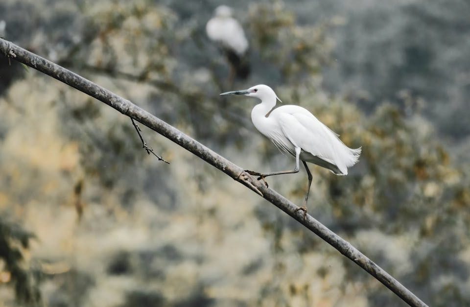 découvrez comment les ajustements posturaux peuvent améliorer votre bien-être et votre performance. apprenez des techniques simples pour corriger votre posture et réduire les douleurs corporelles au quotidien.