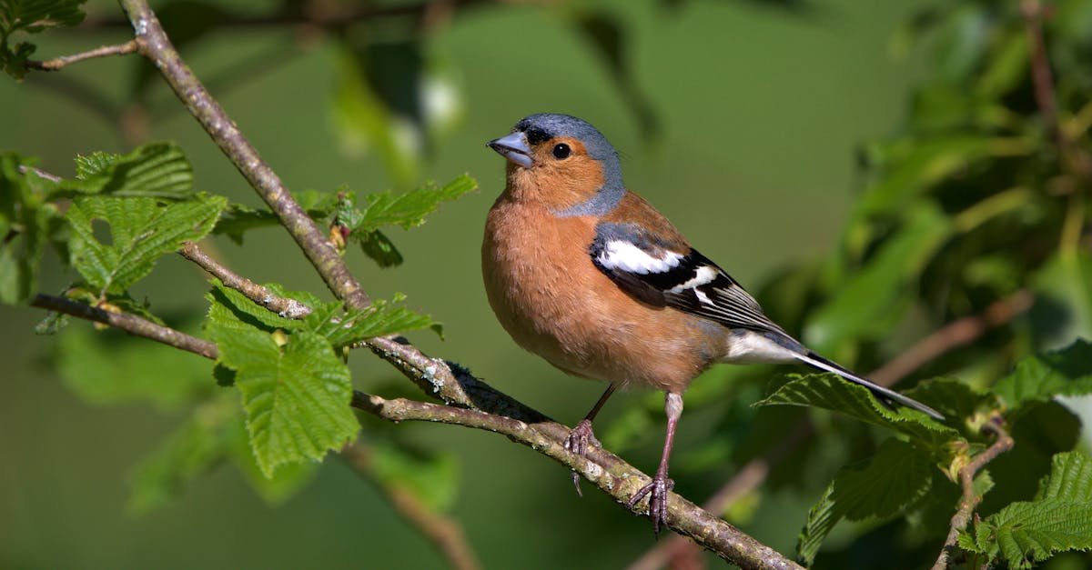 découvrez la décompression neuro-vertébrale, une technique innovante pour soulager les douleurs dorsales et améliorer la mobilité. cette approche spécialisée vise à réduire la pression sur les disques vertébraux, favorisant ainsi un mieux-être durable. apprenez-en plus sur ses bienfaits et comment elle peut transformer votre qualité de vie.