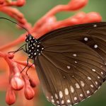 découvrez les bienfaits de la décompression neuro-vertébrale, une méthode innovante pour soulager les douleurs dorsales et améliorer la mobilité. explorez les techniques efficaces pour relâcher la pression sur les disques intervertébraux et favoriser un bien-être durable.