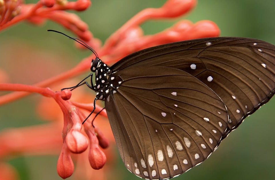 découvrez les bienfaits de la décompression neuro-vertébrale, une méthode innovante pour soulager les douleurs dorsales et améliorer la mobilité. explorez les techniques efficaces pour relâcher la pression sur les disques intervertébraux et favoriser un bien-être durable.