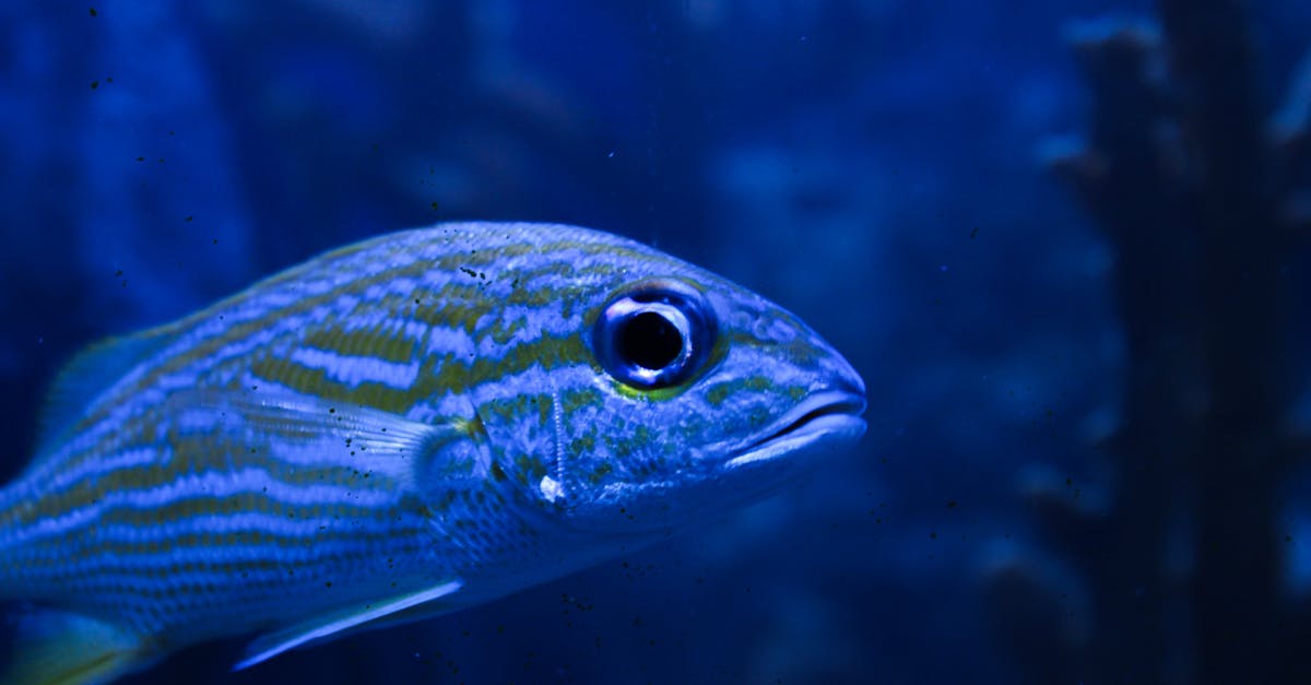 découvrez la décompression neuro-vertébrale, une méthode innovante pour soulager les douleurs dorsales et améliorer la santé de votre colonne vertébrale. grâce à des techniques avancées, cette approche vise à réduire la pression sur les disques intervertébraux et à favoriser le bien-être général de votre dos.