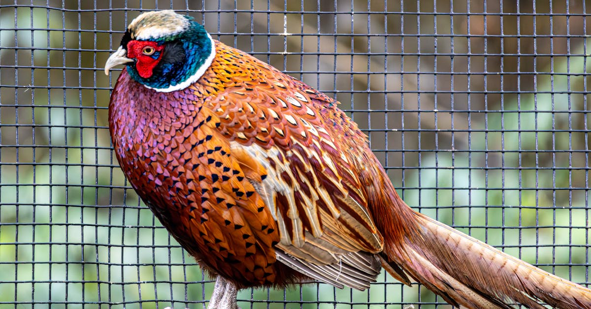 découvrez les bienfaits de la décompression neuro-vertébrale, une méthode innovante pour soulager les douleurs dorsales et améliorer votre confort au quotidien. optimisez votre santé avec cette approche non invasive et retrouvez une meilleure qualité de vie.