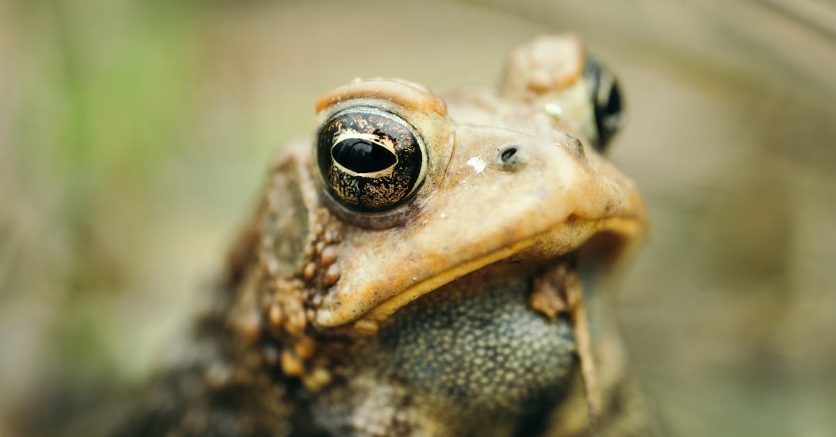 découvrez les bienfaits de la décompression neuro-vertébrale, une méthode innovante pour soulager les douleurs dorsales et améliorer votre qualité de vie. explorez cette approche non invasive qui cible les problèmes de colonne vertébrale et favorise une guérison naturelle.