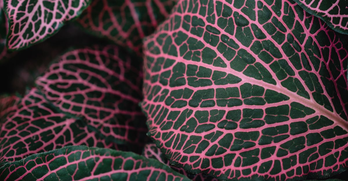 découvrez les bienfaits de la décompression nerveuse, une méthode innovante pour soulager la douleur et améliorer le bien-être. apprenez comment cette technique peut aider à traiter les problèmes nerveux et restaurer votre qualité de vie.