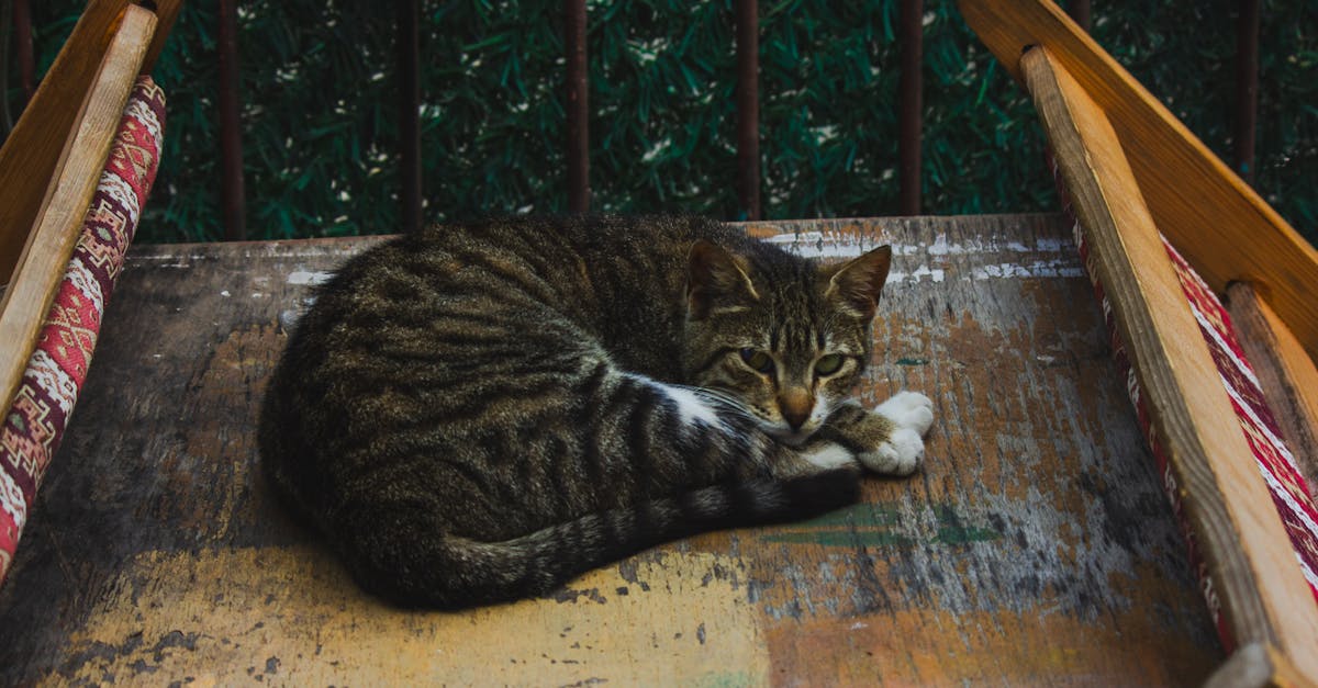 découvrez la décompression neuro-vertébrale, une technique innovante visant à soulager les douleurs dorsales et à améliorer la mobilité. apprenez comment cette approche peut contribuer à votre bien-être et à votre santé spinale.