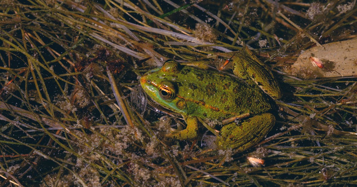 découvrez les bienfaits de la décompression neuro-vertébrale, une méthode innovante pour soulager les douleurs dorsales et améliorer la santé de votre colonne vertébrale. explorez des traitements efficaces et personnalisés pour retrouver votre bien-être.