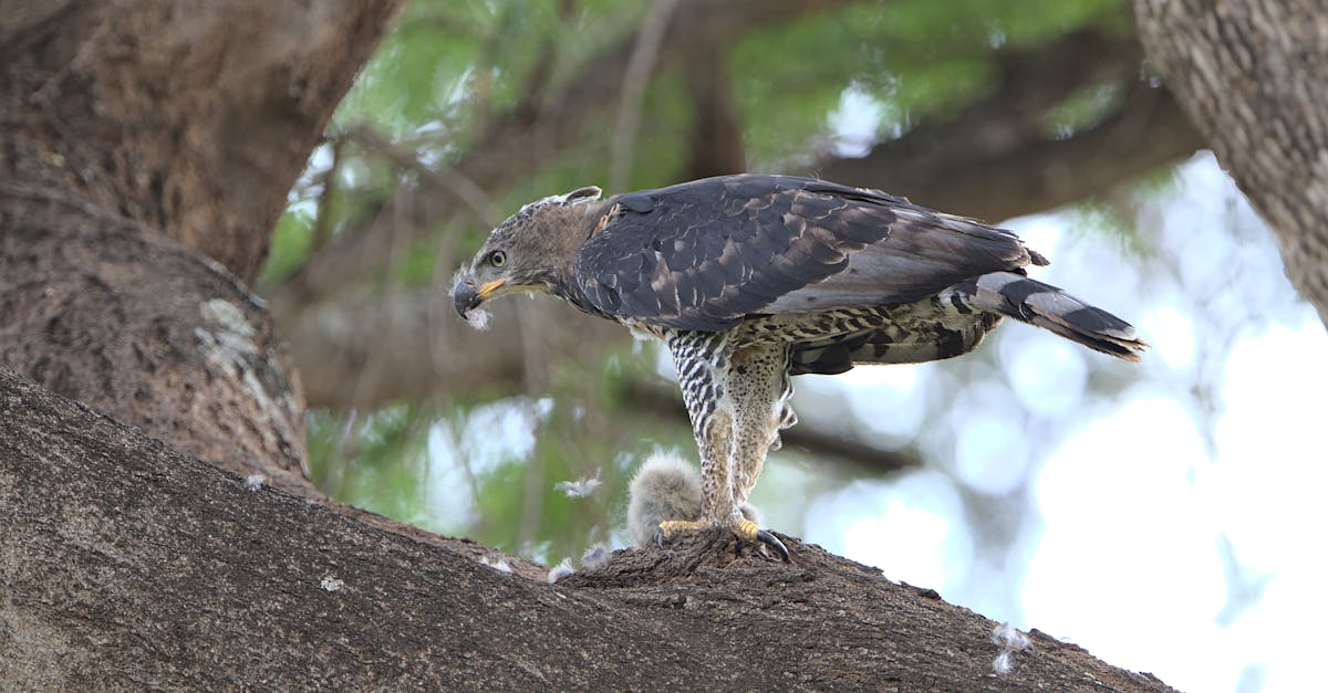 découvrez la décompression neuro-vertébrale, une approche innovante pour soulager les douleurs et améliorer la mobilité. cette technique cible les problèmes de colonne vertébrale, offrant un soulagement durable et favorisant la santé globale du dos. apprenez-en plus sur ses bienfaits et comment elle peut transformer votre qualité de vie.