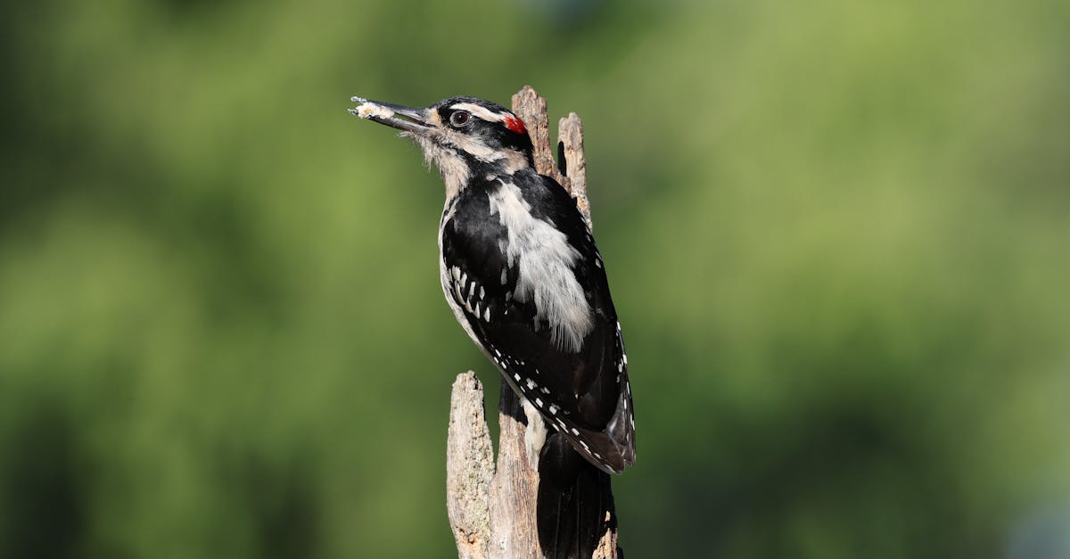 découvrez la décompression neuro-vertébrale, une méthode innovante pour soulager les douleurs lombaires et cervicales. cette technique sans chirurgie aide à améliorer la circulation sanguine et à rétablir l'équilibre vertébral, offrant une solution naturelle pour un meilleur bien-être.