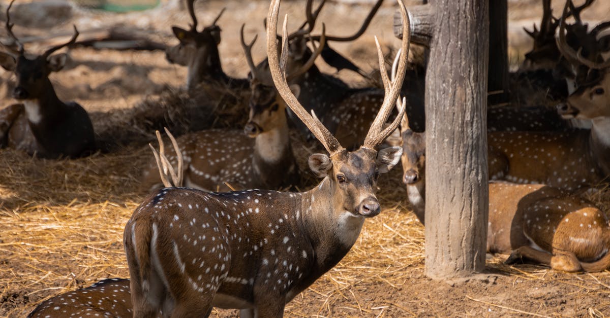 découvrez les bienfaits de la décompression neuro-vertébrale, une méthode innovante visant à soulager les douleurs dorsales et à améliorer la santé de votre colonne vertébrale. explorez les mécanismes de cette technique et comment elle peut transformer votre bien-être.