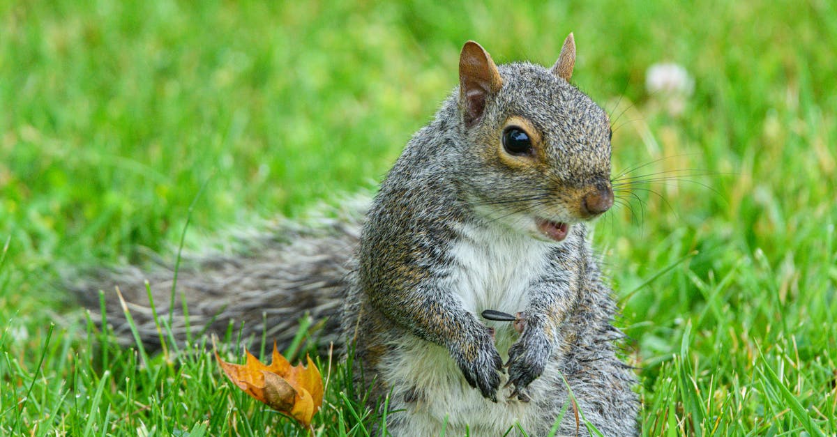 découvrez la décompression neuro-vertébrale, une approche innovante pour soulager les douleurs spinales et améliorer votre bien-être. explorez ses bienfaits et retrouvez une mobilité optimale grâce à des techniques sécurisées et efficaces.