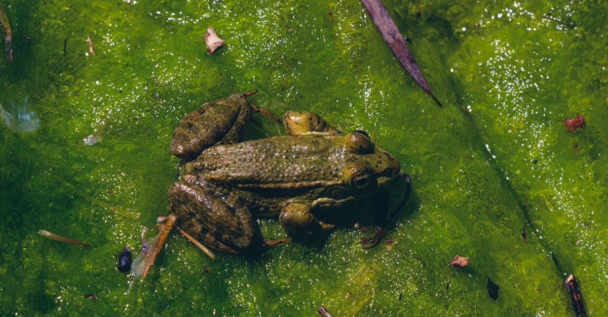 découvrez la décompression neuro-vertébrale, une technique innovante visant à soulager les douleurs dorsales et à améliorer la mobilité. en apprenant comment cette méthode peut traiter les problèmes discaux et les tensions nerveuses, vous retrouverez un confort optimal et une qualité de vie améliorée.