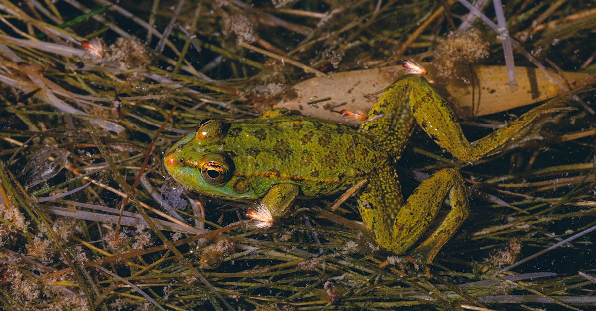 découvrez la décompression neuro-vertébrale, une approche thérapeutique innovante visant à soulager les douleurs dorsales et à améliorer la mobilité. profitez de ce traitement non invasif pour retrouver votre bien-être et votre liberté de mouvement.