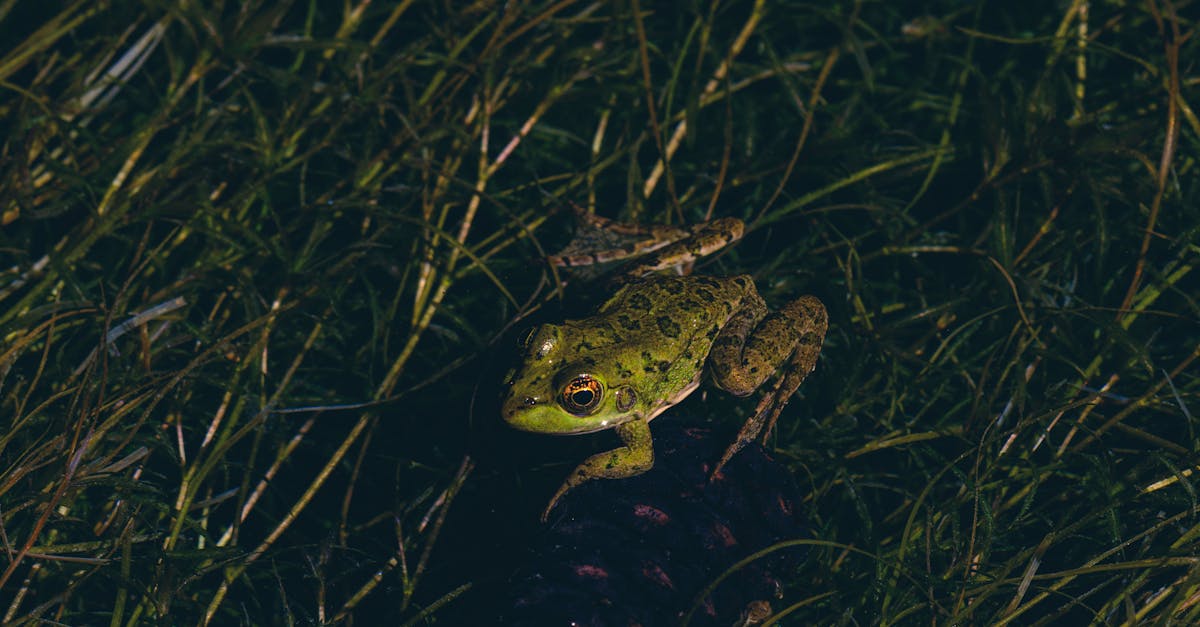 découvrez les bienfaits de la décompression neuro-vertébrale, une technique innovante pour soulager les douleurs dorsales et restaurer la santé de votre colonne vertébrale. optimisez votre bien-être et améliorez votre qualité de vie grâce à cette approche efficace et non invasive.