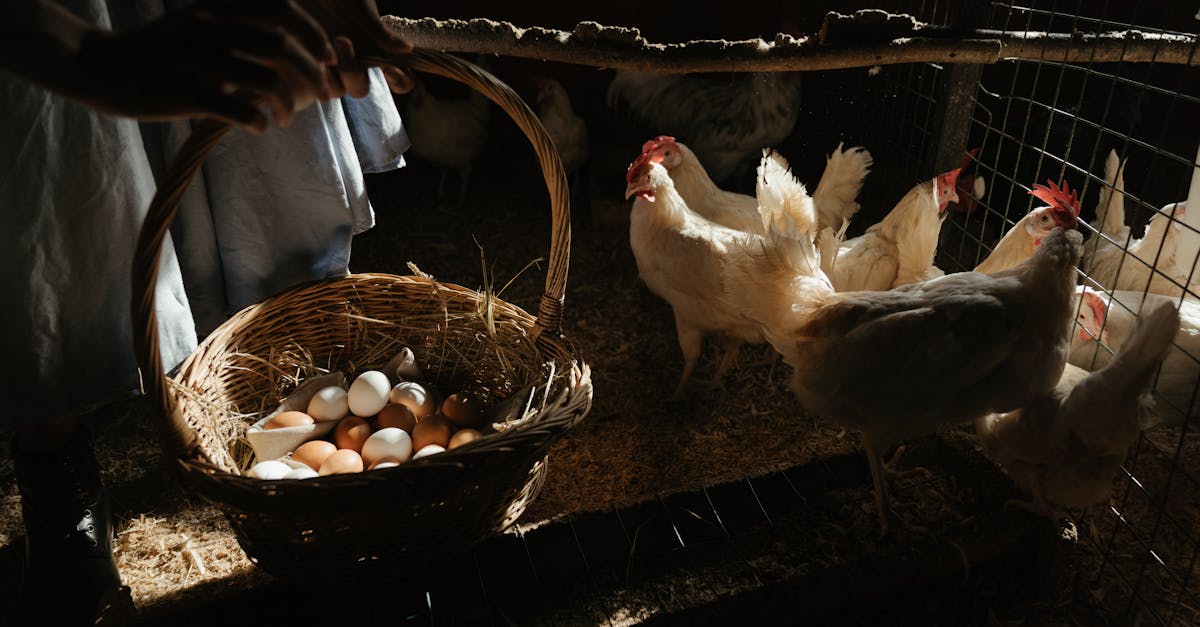 découvrez comment des ajustements nutritionnels peuvent transformer votre santé et votre bien-être. adoptez une alimentation équilibrée et personnalisée pour atteindre vos objectifs nutritionnels.