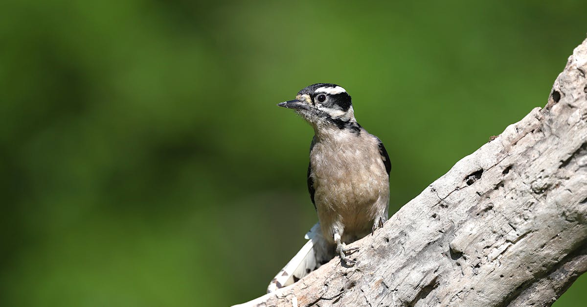 découvrez les bienfaits de la décompression neuro-vertébrale, une technique innovante pour soulager les douleurs chroniques du dos et améliorer la santé de votre colonne vertébrale. profitez d'un traitement non invasif qui cible les causes profondes de vos maux et favorise un bien-être durable.