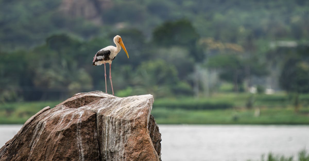 découvrez les bienfaits de la décompression neuro-vertébrale, une technique innovante pour soulager les douleurs dorsales et améliorer la santé de votre colonne vertébrale. profitez d'un traitement non invasif qui favorise la guérison et le bien-être général.