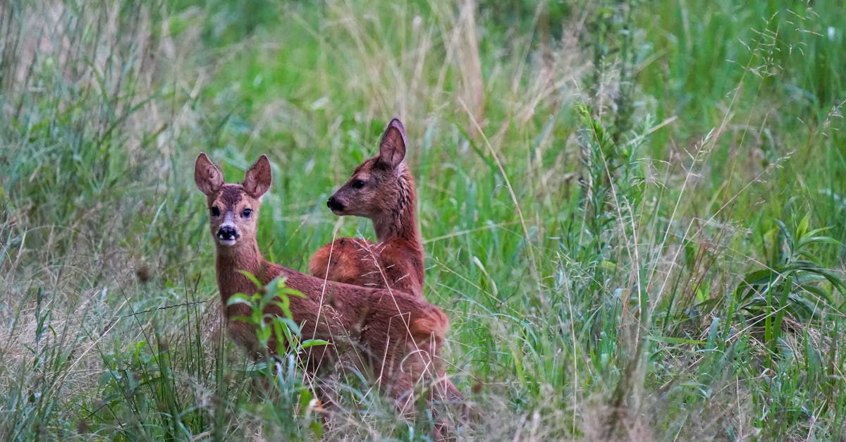 découvrez la décompression neuro-vertébrale, une technique innovante pour soulager les douleurs dorsales et améliorer la santé de votre colonne vertébrale. optimisez votre bien-être avec des traitements non invasifs adaptés à vos besoins.