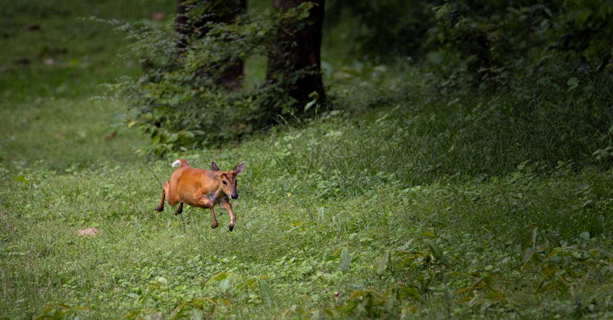 découvrez la décompression neuro-vertébrale, une technique innovante pour soulager les douleurs vertébrales, améliorer la mobilité et favoriser le bien-être spinal. apprenez comment cette méthode douce peut transformer votre qualité de vie.