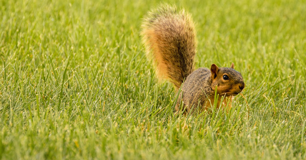 découvrez la décompression neuro-vertébrale, une approche innovante pour soulager les douleurs dorsales et améliorer votre bien-être. apprenez comment cette technique dynamique peut alléger la pression sur vos nerfs et favoriser votre santé vertébrale.