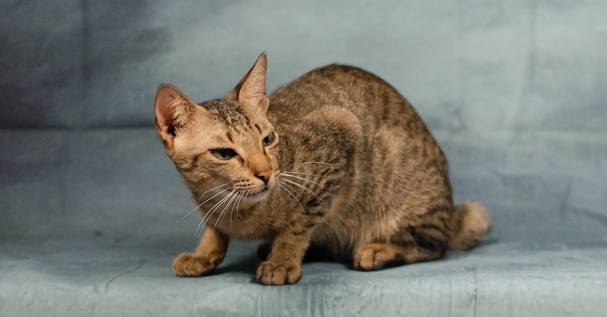 découvrez la décompression neuro-vertébrale, une méthode innovante pour soulager les douleurs dorsales et améliorer la santé de votre colonne vertébrale. apprenez comment cette technique peut favoriser votre bien-être et optimiser votre qualité de vie.