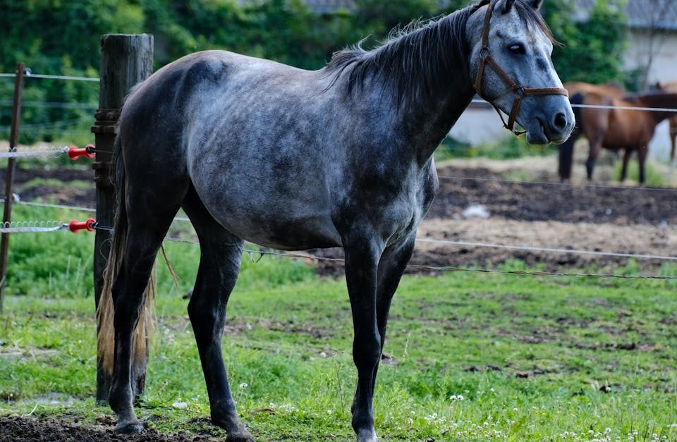 découvrez les bienfaits de la décompression neuro-vertébrale, une méthode innovante visant à soulager les douleurs dorsales et à favoriser la régénération des disques intervertébraux. améliorez votre qualité de vie grâce à des traitements personnalisés et non invasifs.