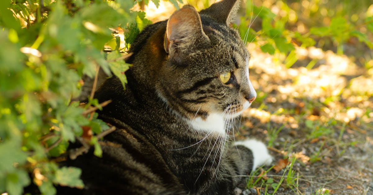 découvrez les bienfaits de la décompression neuro-vertébrale, une technique innovante pour soulager les douleurs et améliorer la mobilité. grâce à des méthodes non invasives, retrouvez une qualité de vie optimale et un bien-être durable.