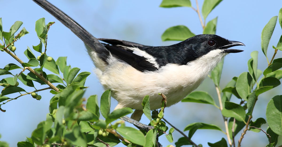 découvrez les bienfaits de la décompression neuro-vertébrale, une méthode innovante pour soulager les douleurs dorsales et améliorer la santé de votre colonne vertébrale. profitez d'un soulagement efficace et d'un bien-être durable grâce à cette technique douce et non invasive.