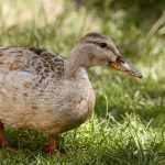 découvrez la décompression neuro-vertébrale, une technique innovante pour soulager les douleurs de dos et améliorer la mobilité vertébrale. cette approche thérapeutique non invasive cible les nerfs et les vertèbres pour favoriser un rétablissement optimal et un bien-être durable.